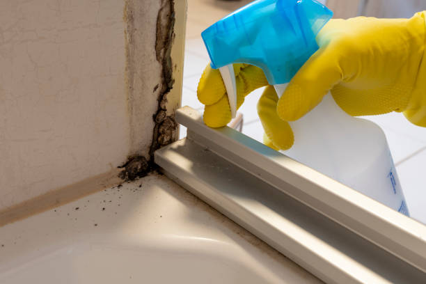 Best Commercial Mold Removal  in USA